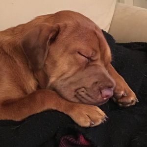 Meet your Posher, Lisa